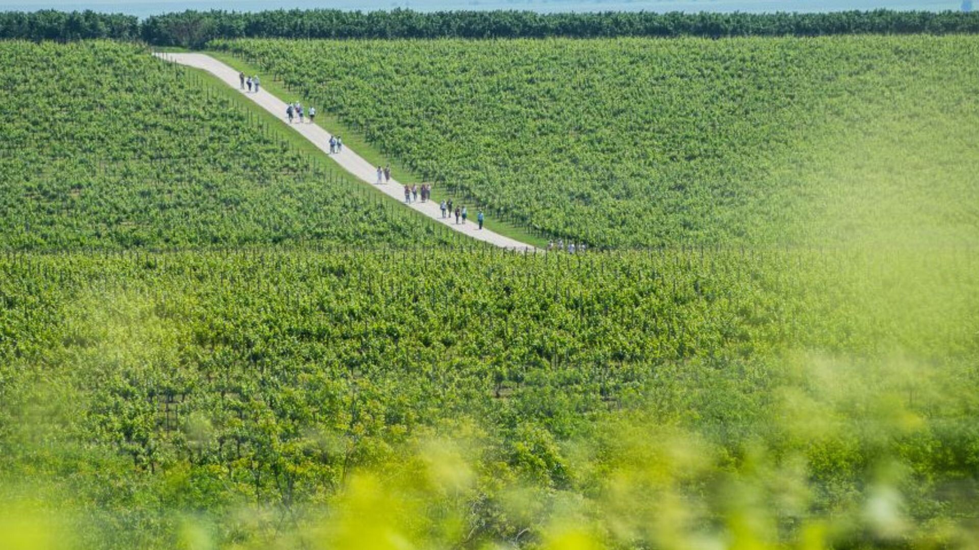 U ovom nestalnom svijetu stalan je samo pad površina pod lozom u Hrvatskoj: 390 hektara je manje nego lani