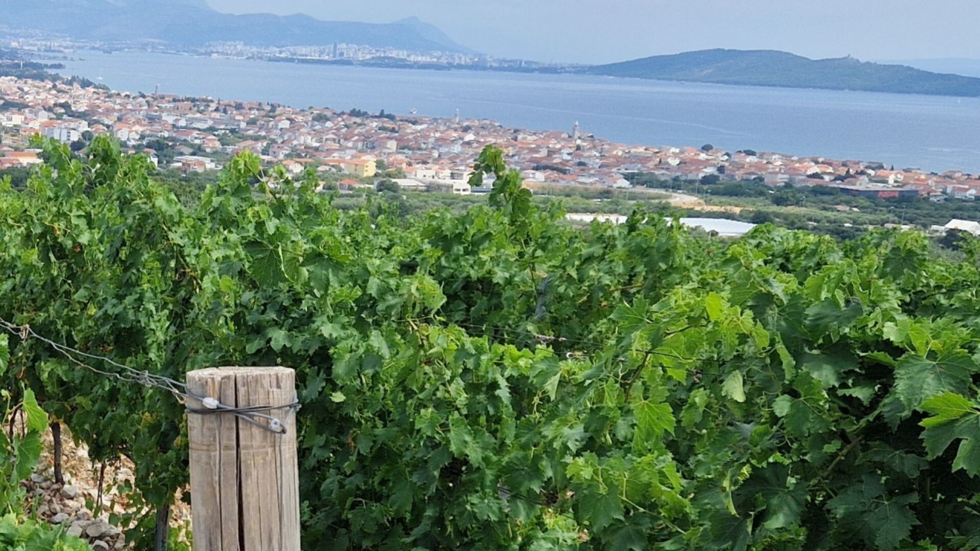 Vinograd s pogledom: Kastel Sikuli komadić je enogastronomskog raja iznad Kaštelanskog zaljeva